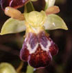 Orchidées Poitou-Charentes et Vendée. Site SFO. Cartographie Vienne. Ophrys vasconica