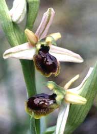 Orchidées de Poitou-Charentes et Vendée. SFO de Poitou-Charentes et Vendée. Ophrys arachnitiformis. Cette Orchidée indigène rare et d'identification difficile dans notre région montre des caractères peu constants.