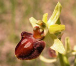 SFO de Poitou-Charentes et Vendée. Hybrides des Orchidées indigènes de Poitou-Charentes et Vendée. Espèce parentale : Ophrys aranifera.
