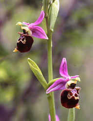 Orchidées de Poitou-Charentes et Vendée. SFO de Poitou-Charentes et Vendée. Ophrys fuciflora est une Orchidée indigène rare, généralement en populations mélangées avec Ophrys scolopax et donc d'identification parfois délicate.