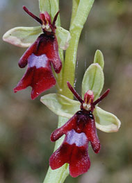 Orchidées de Poitou-Charentes et Vendée. SFO de Poitou-Charentes et Vendée. Ophrys insectifera est une Orchidée indigène à floraison précoce , sur pelouses marno-calcaires, en milieu ouvert, mais aussi en pré-bois. La ressemblance de la fleur avec les insectes est remarquable.