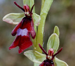 SFO de Poitou-Charentes et Vendée. Hybrides des Orchidées indigènes de Poitou-Charentes et Vendée. Espèce parentale : Ophrys insectifera