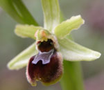 SFO de Poitou-Charentes et Vendée. Hybrides des Orchidées indigènes de Poitou-Charentes et Vendée. Espèce parentale : Ophrys litigiosa.