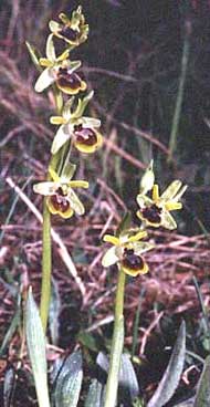 Orchidées de Poitou-Charentes et Vendée. SFO de Poitou-Charentes et Vendée. Ophrys araneola. C'est une de nos Orchidées indigènes les plus précoces. Elle peuple les friches des pentes marneuses ingrates.