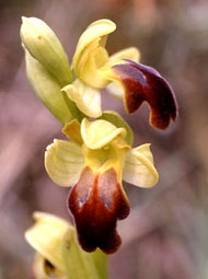 Orchidées de Poitou-Charentes et Vendée. SFO de Poitou-Charentes et Vendée. Ophrys lupercalis est une orchidée indigène rare car plutôt méditerranéenne et qui n'existe que dans une station unique dans le Sud-Charente