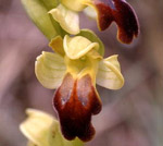 SFO de Poitou-Charentes et Vendée. Hybrides des Orchidées indigènes de Poitou-Charentes et Vendée. Espèce parentale : Ophrys lupercalis