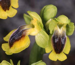 SFO de Poitou-Charentes et Vendée. Hybrides des Orchidées indigènes de Poitou-Charentes et Vendée. Espèce parentale : Ophrys lutea