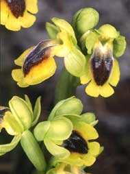 Orchidées de Poitou-Charentes et Vendée. SFO de Poitou-Charentes et Vendée. Ophrys lutea est une petite Orchidée indigène à tendance plutôt méditerranéenne. On la rencontre sur les côteaux calcaires bien ensoleillés de la Charente où elle atteint sa limite climatique septentrionale.