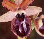SFO de Poitou-Charentes et Vendée. Hybrides des Orchidées indigènes de Poitou-Charentes et Vendée. Espèce parentale : Ophrys passionis