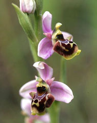 Orchidées de Poitou-Charentes et Vendée. SFO de Poitou-Charentes et Vendée. Ophrys santonica est une Orchidée indigène proche de l'Ophrys scolopax, mais à phénologie plus tardive. Elle s'installe jusqu'au coeur de l'été sur les chaudes pelouses calcaires de la Saintonge.