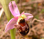 SFO de Poitou-Charentes et Vendée. Hybrides des Orchidées indigènes de Poitou-Charentes et Vendée. Espèce parentale : Ophrys scolopax