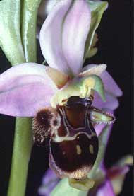 Orchidées de Poitou-Charentes et Vendée. SFO de Poitou-Charentes et Vendée. Ophrys scolopax est une Orchidée indigène remarquable par sa ressemblance avec les insectes, mais ne doit pas être confondu avec le très ressemblant Ophrys apifera.