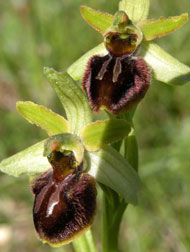 Orchidées de Poitou-Charentes et Vendée. SFO de Poitou-Charentes et Vendée. Ophrys aranifera. Cette orchidée indigène calciphile est plutôt courante dans les pelouses ingrates et sur les banquettes des routes et des chemins.