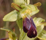 SFO de Poitou-Charentes et Vendée. Hybrides des Orchidées indigènes de Poitou-Charentes et Vendée. Espèce parentale : Ophrys sulcata