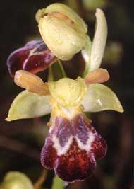 Orchidées de Poitou-Charentes et Vendée. SFO de Poitou-Charentes et Vendée. Ophrys vasconica, Orchidée indigène rarissime dans notre région, n'est connue que dans une station unique dans l'île d'Oléron. C'est une espèce typique du Bassin Méditerranéen.