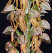 Cartographie des Orchidées de Poitou-Charentes et Vendée - Fiche cartographique pour la Vienne d'Orchis anthropophora. SFO de Poitou-Charentes et Vendée.