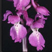 Cartographie des Orchidées de Poitou-Charentes et Vendée - Fiche cartographique pour la Vienne d'Orchis mascula. SFO de Poitou-Charentes et Vendée.