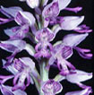 Cartographie des Orchidées de Poitou-Charentes et Vendée - Fiche cartographique pour la Vienne d'Orchis militaris. SFO de Poitou-Charentes et Vendée.