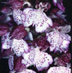 Cartographie des Orchidées de Poitou-Charentes et Vendée - Fiche cartographique pour la Vienne d'Orchis purpurea. SFO de Poitou-Charentes et Vendée.