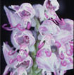 Cartographie des Orchidées de Poitou-Charentes et Vendée - Fiche cartographique pour la Vienne d'Orchis simia. SFO de Poitou-Charentes et Vendée.