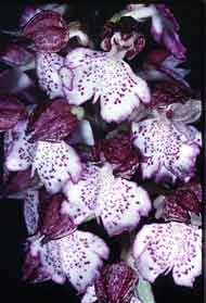 Orchidées de Poitou-Charentes et Vendée. SFO de Poitou-Charentes et Vendée. Orchis purpurea est une de nos plus grandes et plus belles Orchidées indigènes. Elle affectionne les pelouses herbeuses, mais peut aussi se mettre sous couvert boisé