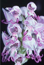 Orchidées de Poitou-Charentes et Vendée. SFO de Poitou-Charentes et Vendée. Orchis simia est une orchidée indigène vraiment insolite par l'aspect simiesque de ses fleurs. Contrairement aux autres Orchis la floraison démarre au pôle sommital