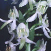 Cartographie des Orchidées de Poitou-Charentes et Vendée - Fiche cartographique pour la Vienne de Platanthera chlorantha. SFO de Poitou-Charentes et Vendée.