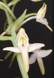 Orchidées de Poitou-Charentes et Vendée. SFO de Poitou-Charentes et Vendée. Platanthera bifolia est une orchidée indigène des pelouses humides et des marais. Elle est identifiable à la disposition bien parallèle et resserrée de ses deux loges polliniques.