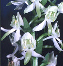 SFO de Poitou-Charentes et Vendée. Hybrides des Orchidées indigènes de Poitou-Charentes et Vendée. Espèce parentale : Platanthera chlorantha.