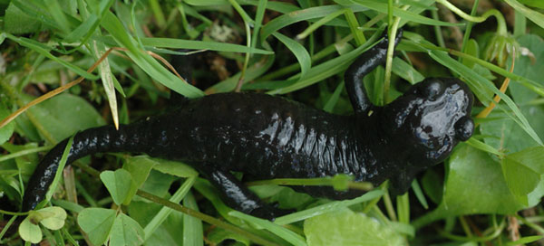 SFO Poitou-Charentes et Vendée Batraciens urodèles Salamandre noire