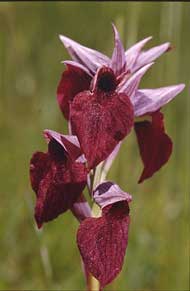 Orchidées de Poitou-Charentes et Vendée. SFO de Poitou-Charentes et Vendée. Serapias cordigera est une orchidée indigène rare des alluvions acides. Elle est remarquable par la forme en coeur de son labelle.