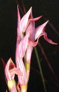 Orchidées de Poitou-Charentes et Vendée. SFO de Poitou-Charentes et Vendée. Serapias parviflora est une Orchidée indigène rare, dont l'extension se limite aux prairies rélictuelles du littoral.