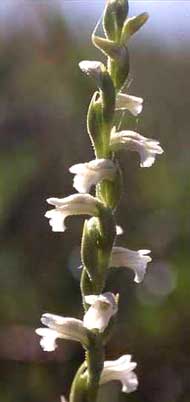Orchidées de Poitou-Charentes et Vendée. SFO de Poitou-Charentes et Vendée. Spiranthes aestivalis est une Orchidée indigène rare des landes humides. Cette espèce est en pleine régression. C'est une des rares Orchidées indigènes à floraison estivale.