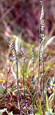 Orchidées de Poitou-Charentes et Vendée. SFO de Poitou-Charentes et Vendée. Spiranthes spiralis est la seule Orchidée indigène à floraison autumnale. Elle affectionne les pelouses sèches, temporairement détrempées en saison hivernale.