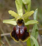 Calendrier photos Orchidées SFO Poitou-Charentes et Vendée Ophrys aranifera