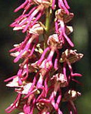 SFO de Poitou-Charentes et Vendée. Hybrides des Orchidées indigènes de Poitou-Charentes et Vendée. Hybride : Orchis anthropophora x Orchis simia