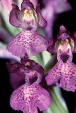 Hybrides des Orchidées indigènes de Poitou-Charentes et Vendée. Hybride : Anacamptis laxiflora x Anacamptis fragrans.