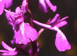 SFO de Poitou-Charentes et Vendée. Hybrides des Orchidées indigènes de Poitou-Charentes et Vendée. Hybride : Anacamptis laxiflora x Anacamptis palustris.