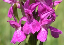 SFO de Poitou-Charentes et Vendée. Hybrides des Orchidées indigènes de Poitou-Charentes et Vendée. Hybride : Anacamptis palustris x Dactylorhiza elata