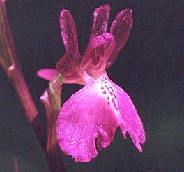 SFO de Poitou-Charentes et Vendée. Hybrides des Orchidées indigènes de Poitou-Charentes et Vendée. Hybride : Anacamptis morio x Anacamptis laxiflora