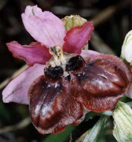 Société française d'orchidophilie. Sfo Poitou-Charentes et Vendée. Orchidées. Lusus. Dédoublement du labelle. Ophrys aveyronensis.