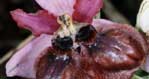 Société française d'orchidophilie. Sfo Poitou-Charentes et Vendée. Orchidées. Lusus. Dédoublement du labelle. Ophrys aveyronensis.