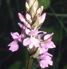 SFO de Poitou-Charentes et Vendée. Hybrides des Orchidées indigènes de Poitou-Charentes et Vendée. Hybride : Dactylorhiza elata x Dactylorhiza fuchsii.