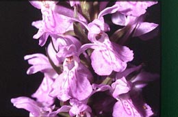 SFO de Poitou-Charentes et Vendée. Hybrides des Orchidées indigènes de Poitou-Charentes et Vendée. Hybride : Dactylorhiza elata x Dactylorhiza maculata.