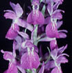 Cartographie des Orchidées de Poitou-Charentes et Vendée - Fiche cartographique pour la Vienne de Dactylorhiza elata subsp. sesquipedalis. SFO de Poitou-Charentes et Vendée.