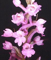 SFO de Poitou-Charentes et Vendée. Hybrides des Orchidées indigènes de Poitou-Charentes et Vendée. Hybride : Dactylorhiza fuchsii x Gymnadenia conopsea.