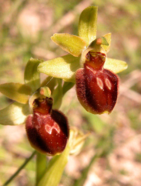 SFO Société Française d'Orchidophilie de Poitou-Charentes et Vendée. En savoir plus. La macule des Ophrys.