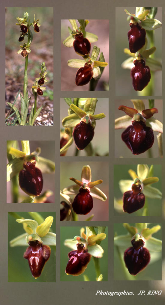 SFO Société Française d'Orchidophilie de Poitou-Charentes et Vendée. Hybrides entre Ophrys aranifera et Ophrys insectifera