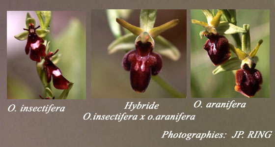 SFO Société Française d'Orchidophilie de Poitou-Charentes et Vendée. Hybrides entre Ophrys aranifera et Ophrys insectifera