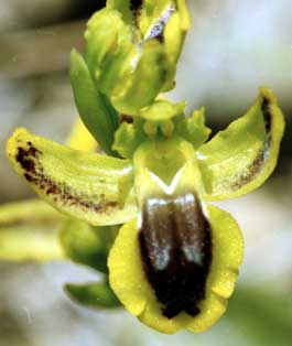 Société française d'orchidophilie. Sfo Poitou-Charentes et Vendée. Orchidées. Lusus. Labellisation des pétales. Ophrys lutea